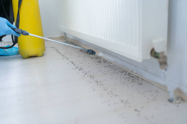 Best Ant Control Services  in Vandenberg Village, CA